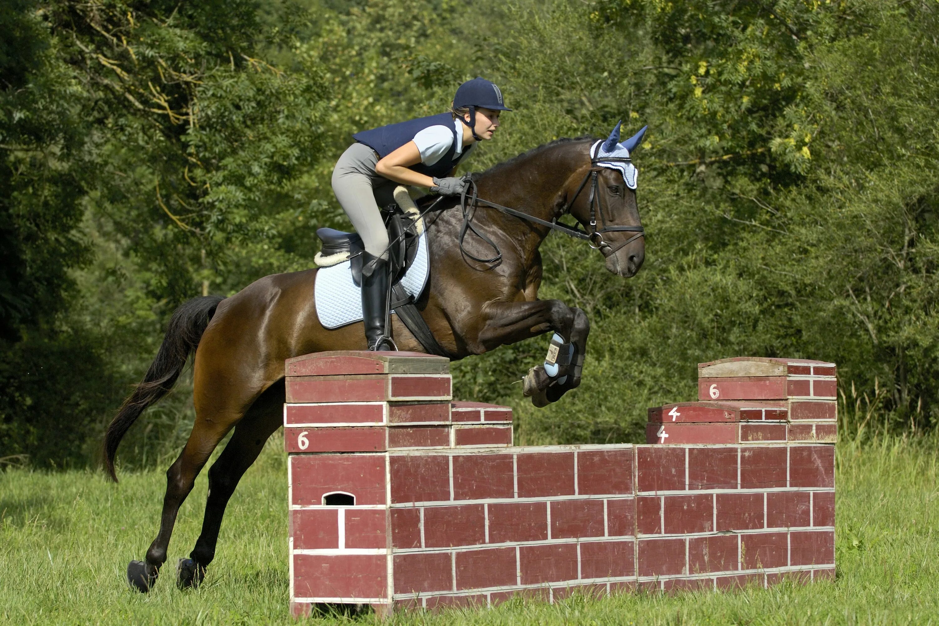 Horse sport. Конный спорт. Верховая езда спорт. Конный спорт спортсмены. Спортивные лошади.