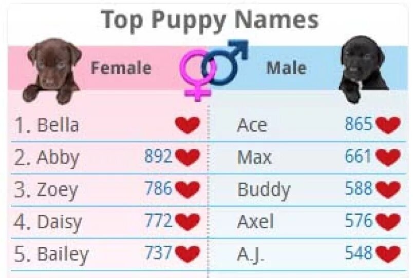 Имена для собак. Имя для щенка. Красивые имена для собак девочек. Популярные имена собак. Клички для сучек