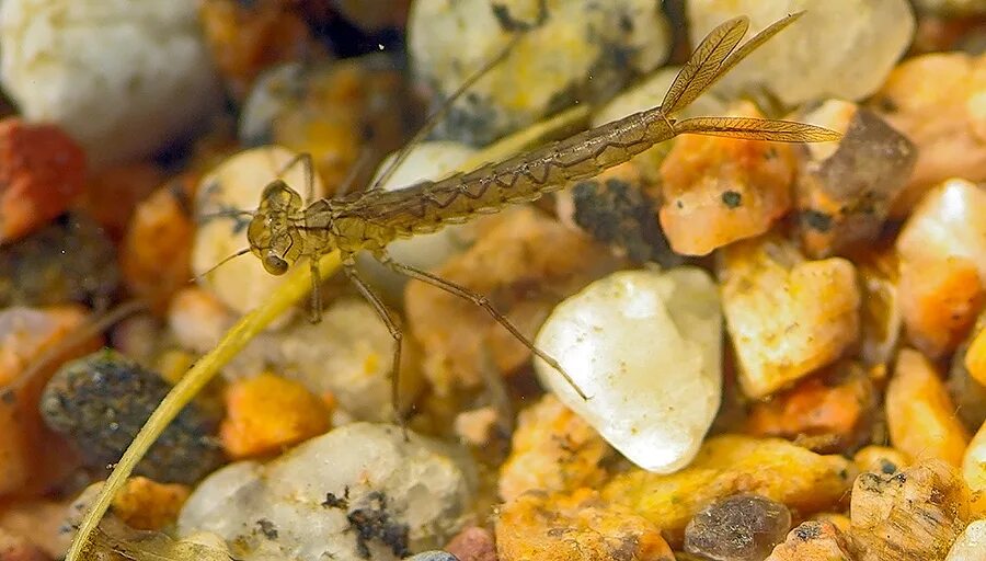 Coenagrion hastulatum. Стрекоза ручейник. Личинка Стрекозы Лютки. Стрелка копьеносная Стрекоза. Личинка стрекозы и малек рыбы