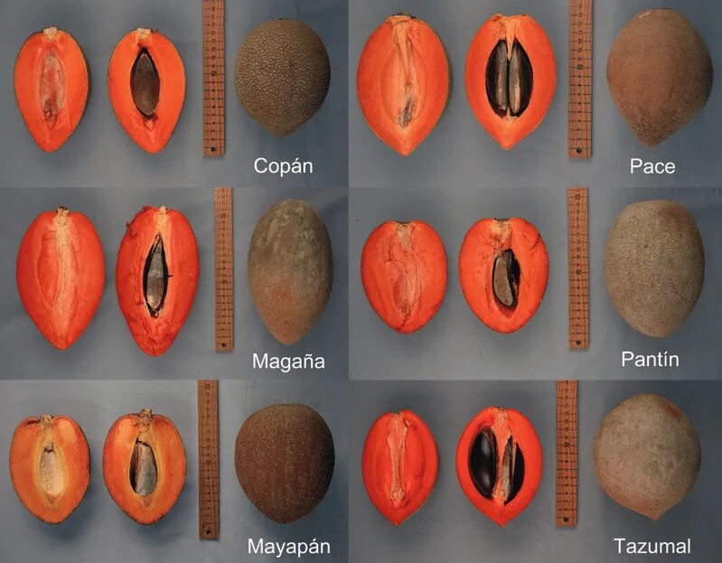 Image result for sapodilla sapote Mamey, Sapote, Fruit