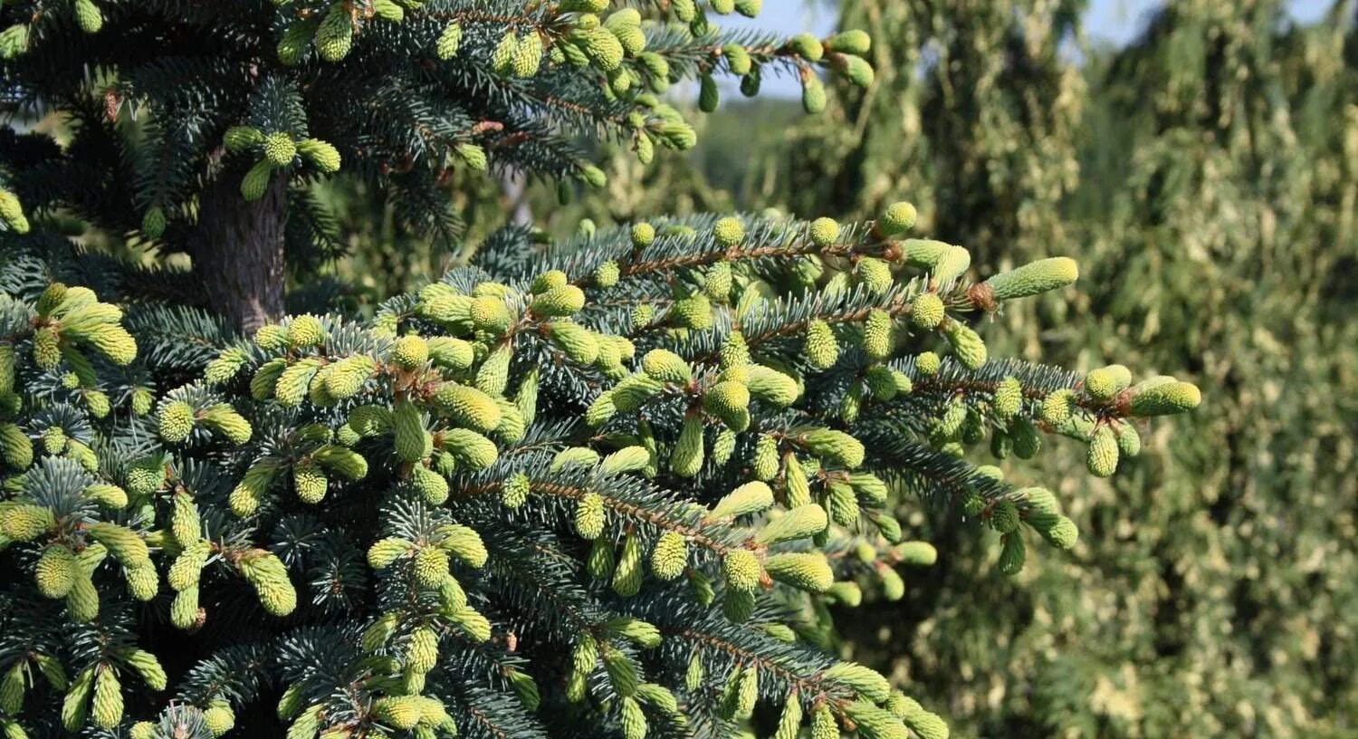 Picea aurea