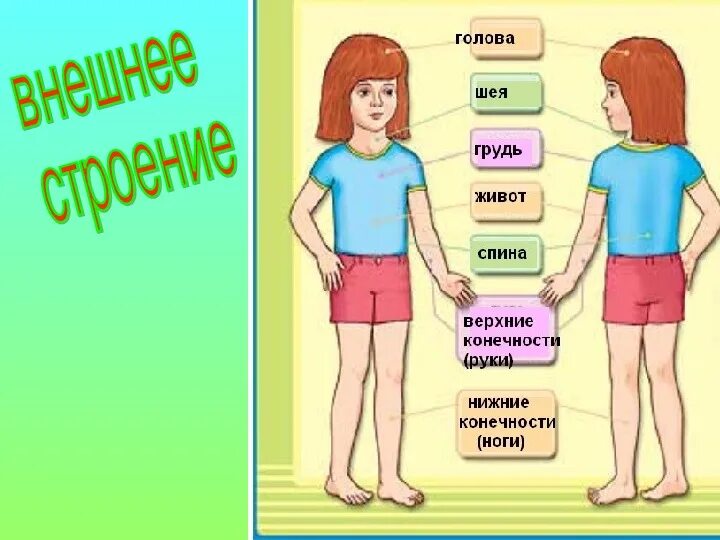 Внешняя часть человека. Организм человека 2 класс окружающий мир школа России. Строение тела человека. Внешнее строение организма человека. Строение тела для детей.