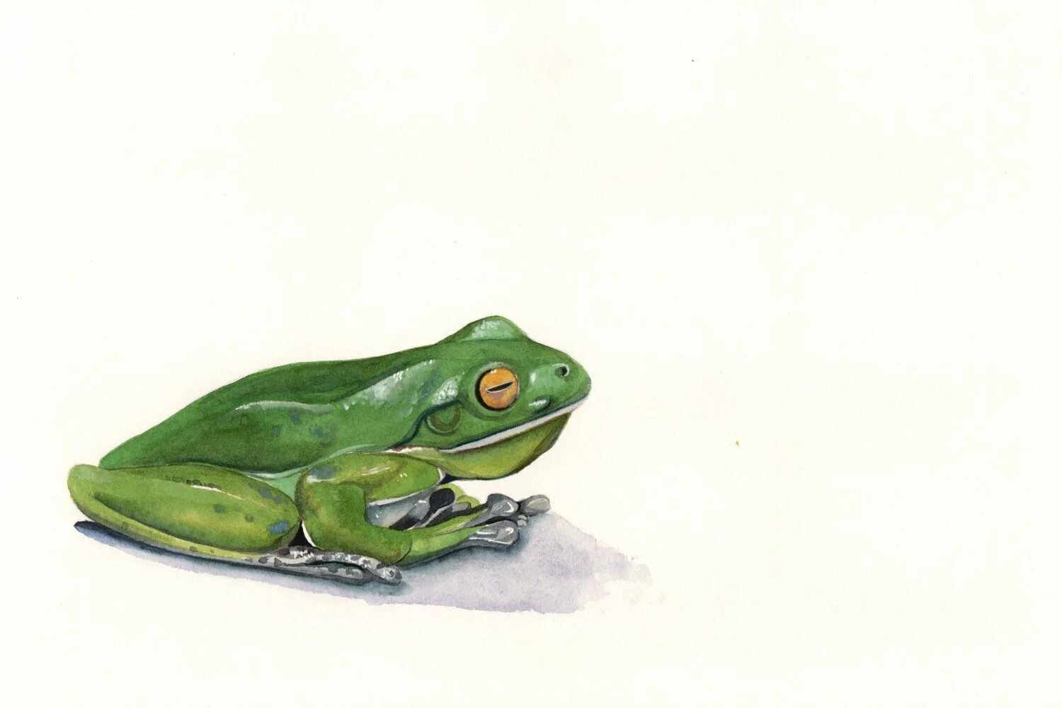 милые рисуночки лягушек. лягушки арты. лягушка квакает. картинки лягушки для срисовки. плакаты с лягушками.