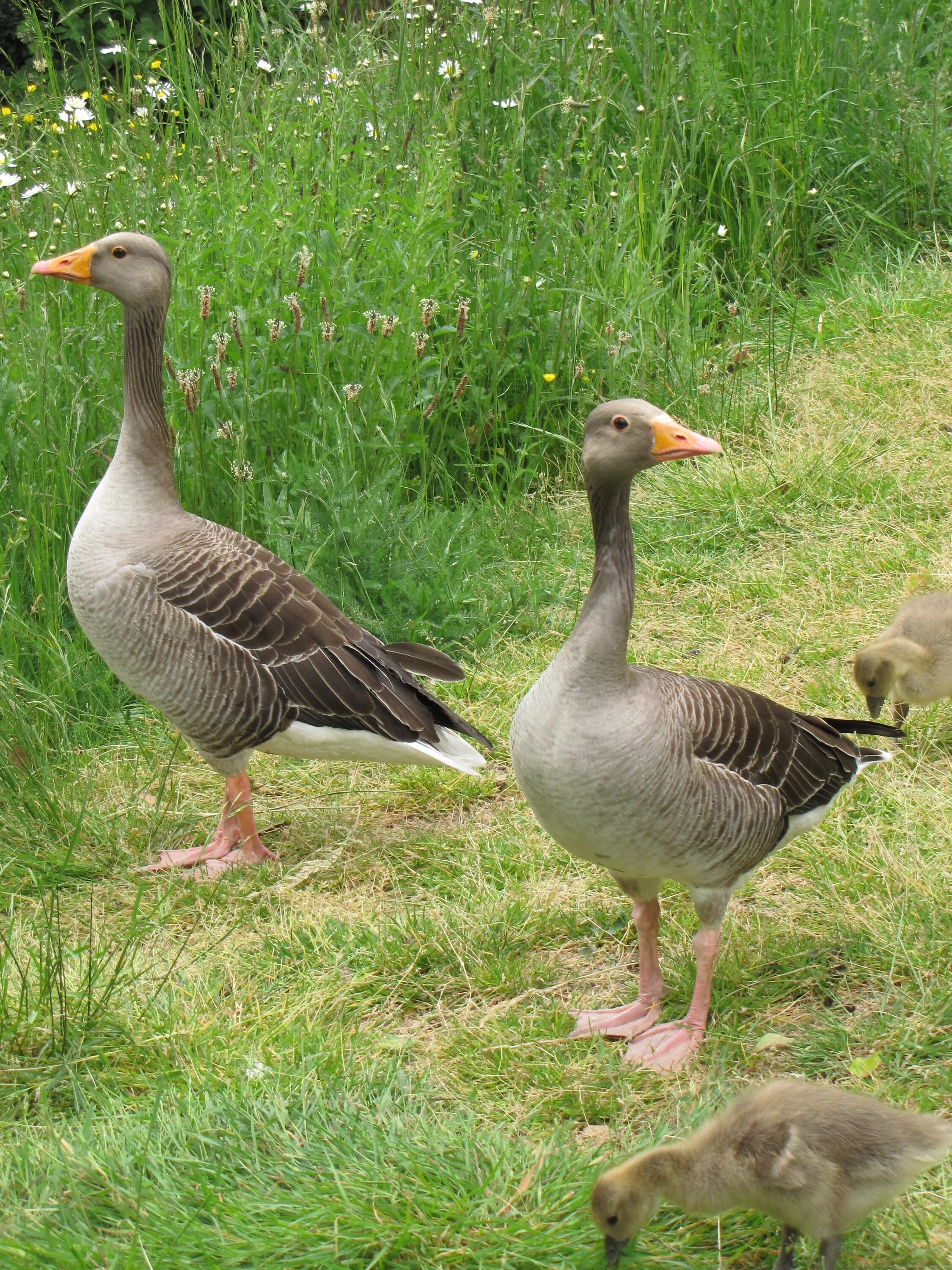 Про диких гусей. Дикий серый Гусь. Серый Гусь с гусятами. Greylag Goose. Домашняя птица.