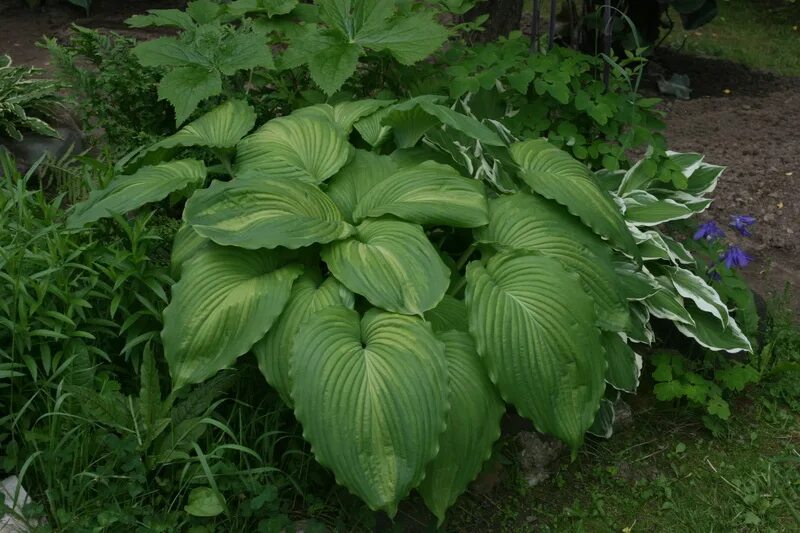 новый хост. хоста флорес. новый хост. хоста прямолистная. хоста гибридная антиох.