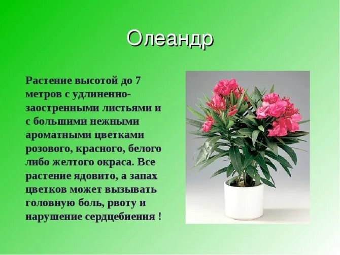 Олеандр комнатный ядовитый. Олеандр обыкновенный ядовитое растение. Олеандр ядовитое растение или нет. Олеандр комнатный ядовитый. Олеандр цветок ядовитый или нет.