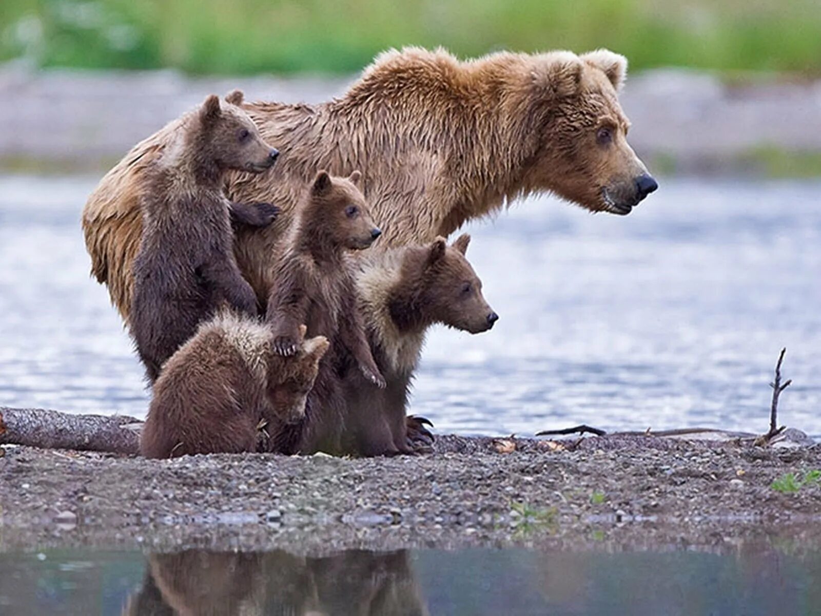 Медведи 06. Медведица с медвежатами. Медведь с медвежонком. Семья медведей. Семья бурых медведей.
