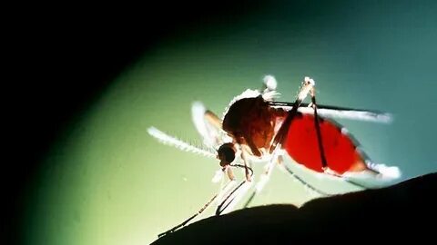 05/01/1997 PIRATE: Mosquito, insect which can cause malaria. 