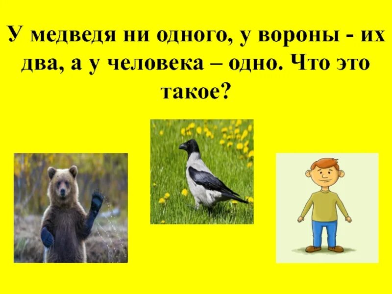 Ни одного или не одного. У человека одна у ворона две а у медведя ни одной. Отгадать загадку у человека одна, у ворона две, а у медведя ни одной. У человека одно у вороны два у медведя. У человека одно у вороны два у медведя ни одного что это ответ.