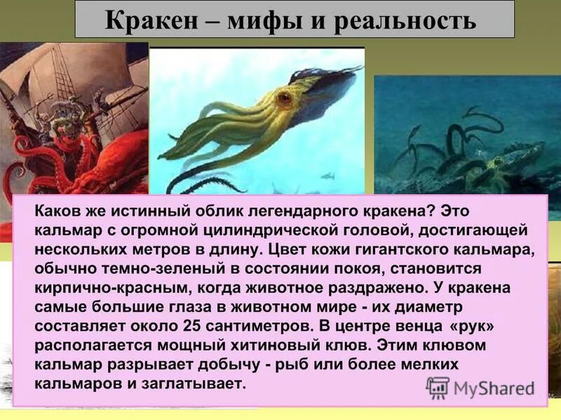 существование кракена. кракен морское чудовище. кракен и левиафан. кракен моллюск. симптомы кракена.