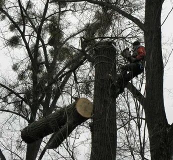 Валки опасных деревьев