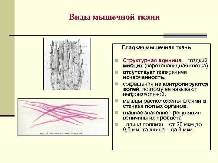 Какая особенность гладкой мышечной ткани. Структурная и функциональная единица мышечной ткани. Структурная единица гладкой мышечной ткани. Функциональная единица гладкой мышечной ткани. Тип сокращения гладкой мышечной ткани.