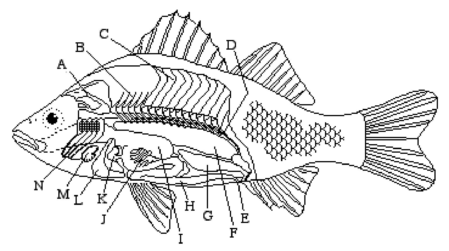 Строение костистой рыбы окуня. Речной окунь строение. Внутреннее строение костной рыбы самка окуня. Внешнее строение окуня.