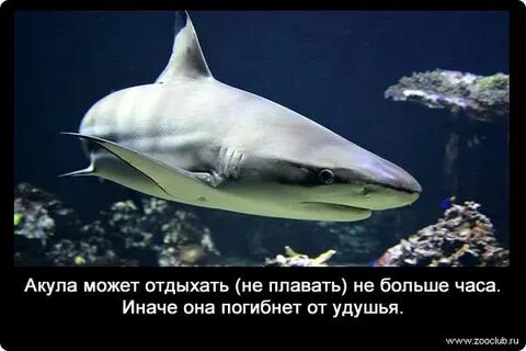 Акула чувствует