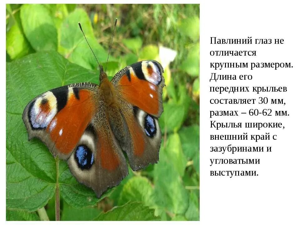 Самые красивые бабочки в мире Бабочки, Красивые существа, Забавные зверюшки