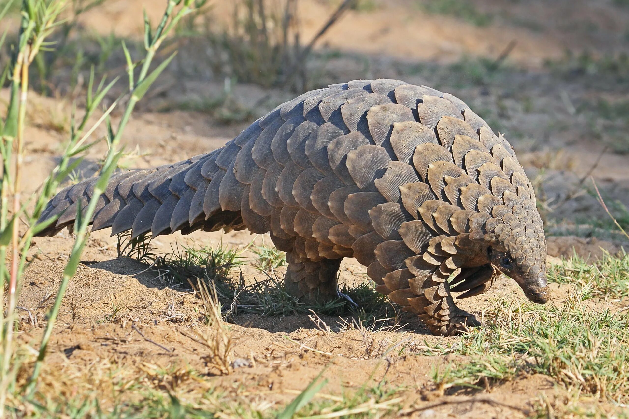 Pangolin