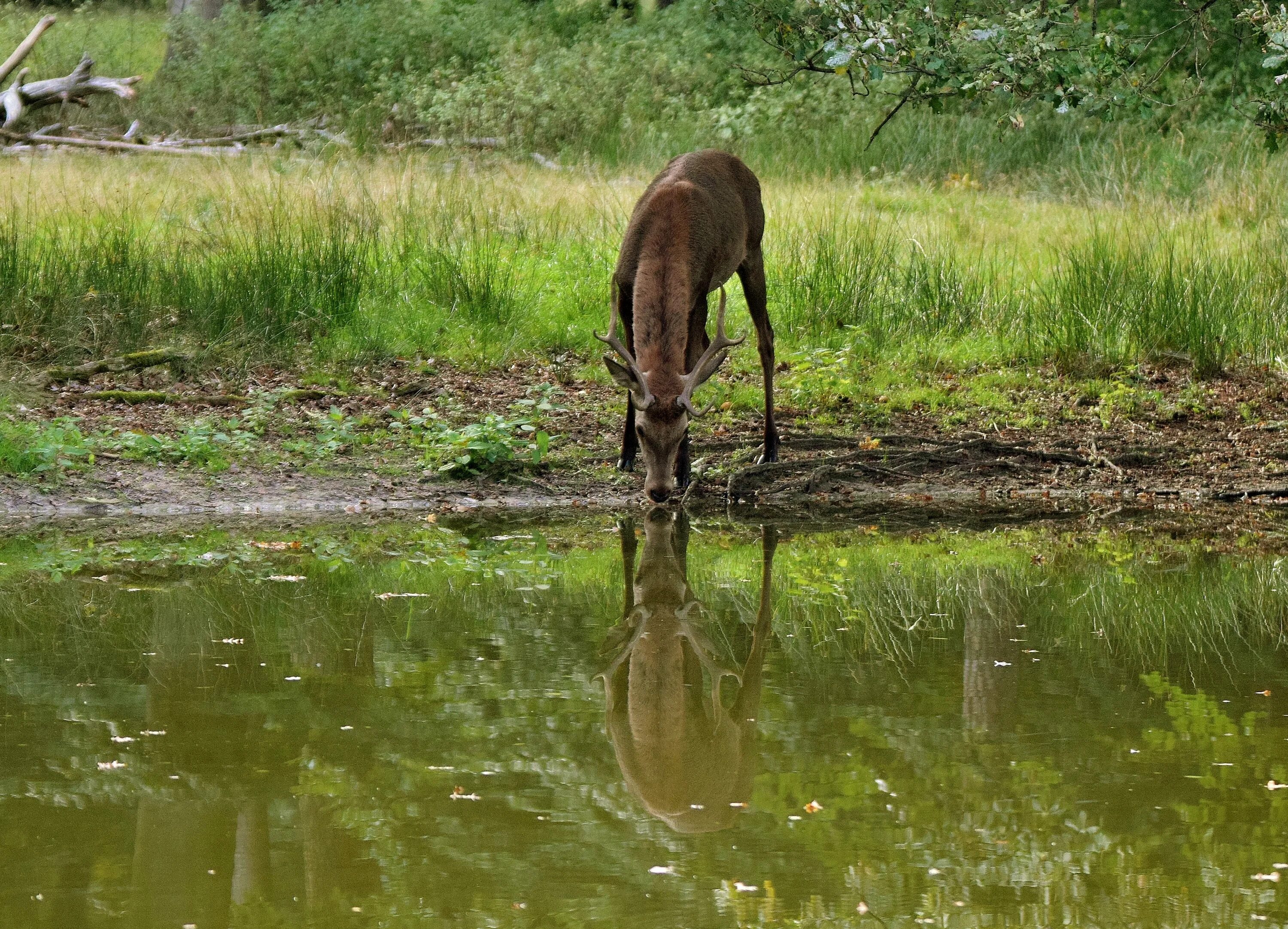 Лось пьет воду. Олень пьет воду. Животные реки ИЖ. Олень пьющий воду из реки.