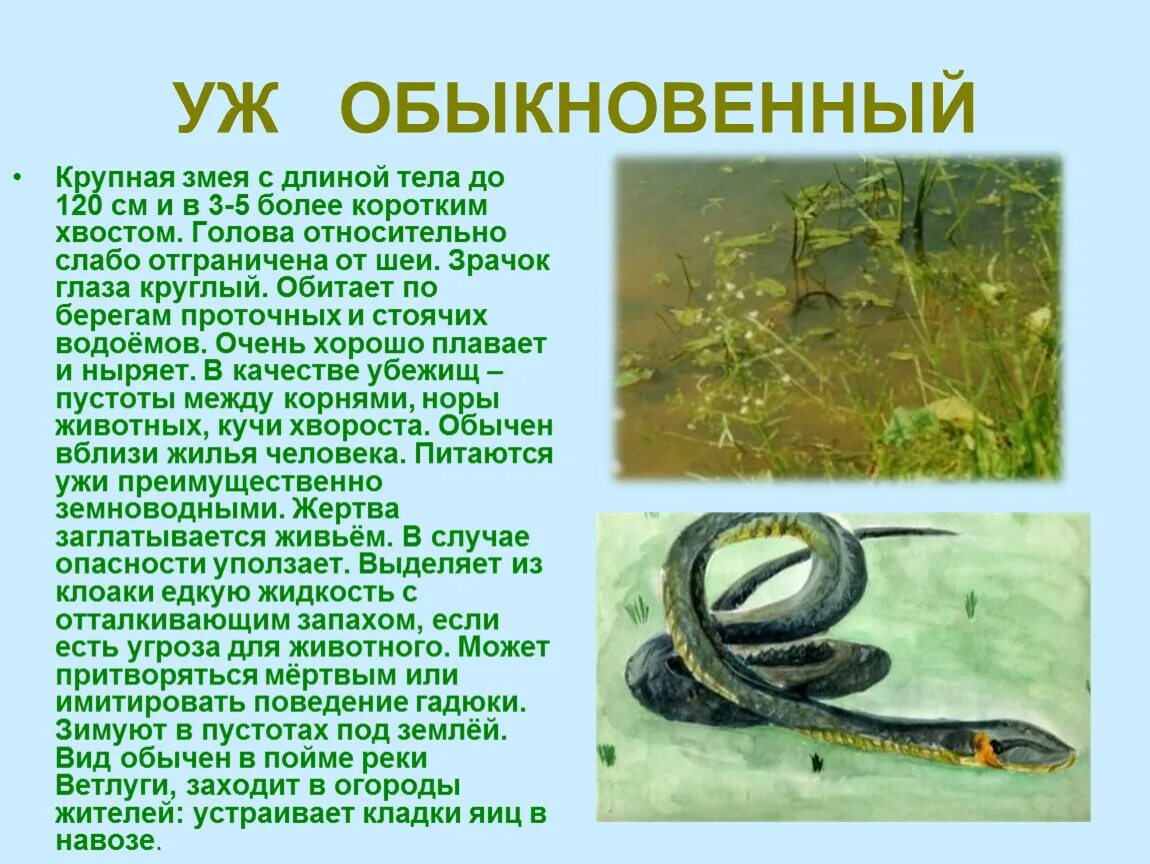 Сколько живет полоз. Змея уж обыкновенный. Описание ужа. Уж обыкновенный описание. Уж описание змеи.