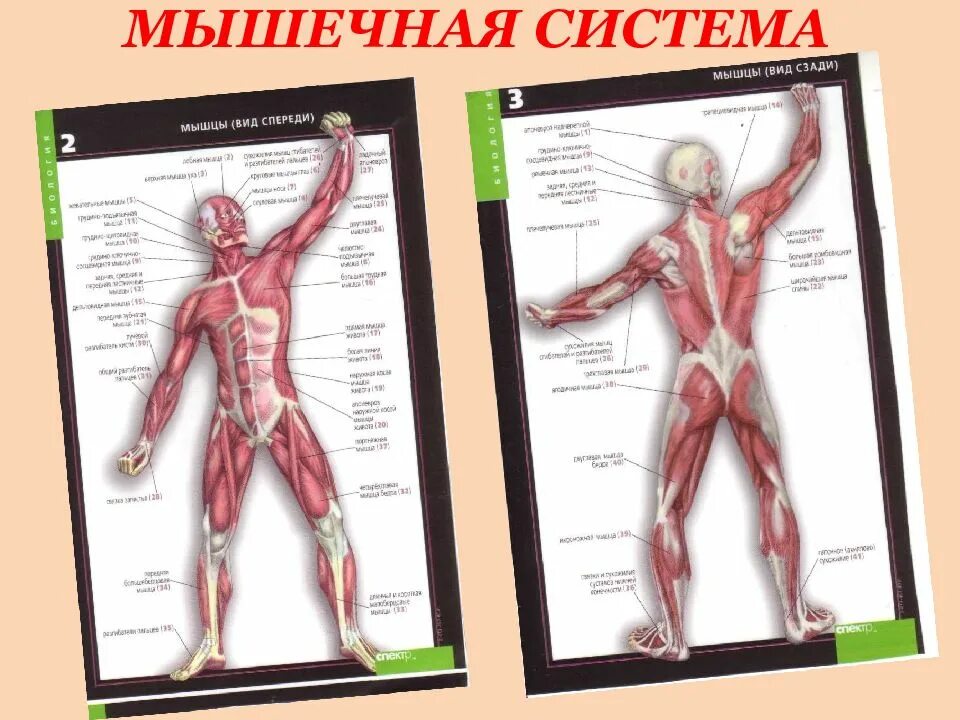 Костно-мышечная система. Кости мышечного система. Костно-мышечная система, соединения костей. Соединение мышц и костей лица.