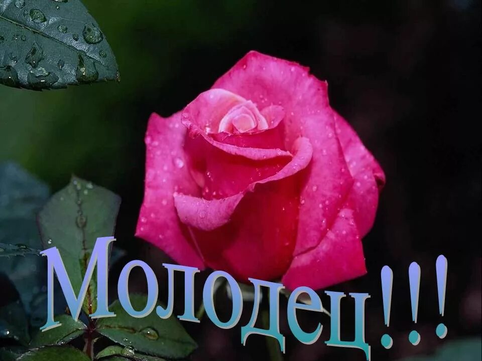 Открытка молодец. Молодцы красивые цветы. Открытка молодец умница. Открытка молодец поздравляю