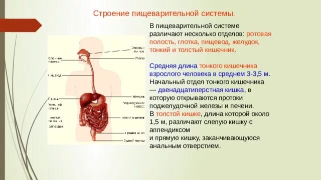 Какая длина кишечника у взрослого. Длина пищеварительной системы у взрослого человека. Длина кишечника у взрослого человека составляет в среднем. Длина тонкого кишечника у взрослого человека составляет. Длина тонкого кишечника взрослого человека составляет в среднем.