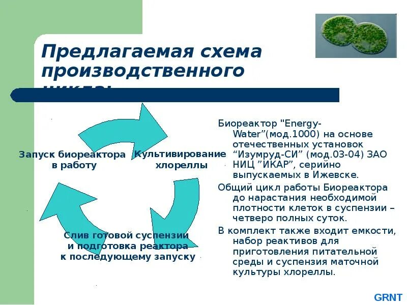 Культивирование одноклеточных зеленых водорослей технология. Культивирование одноклеточных зеленых водорослей технология 8 класс. Хлорелла суспензия биореактор. Хлорелла вульгарис схема производства.