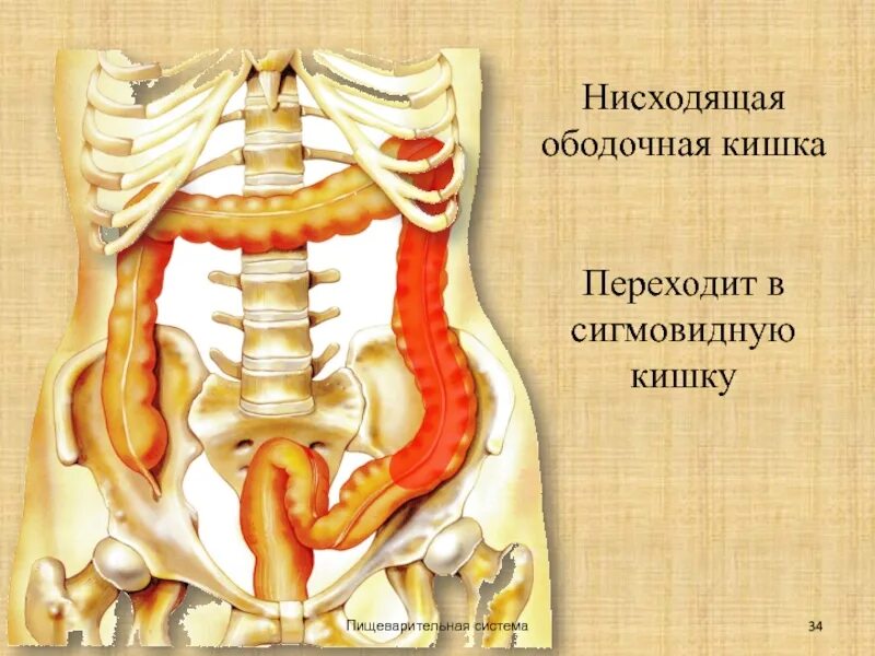 Нисходящая система. Пищеварительная система ободочная кишка. Восходящая и нисходящая ободочная кишка.