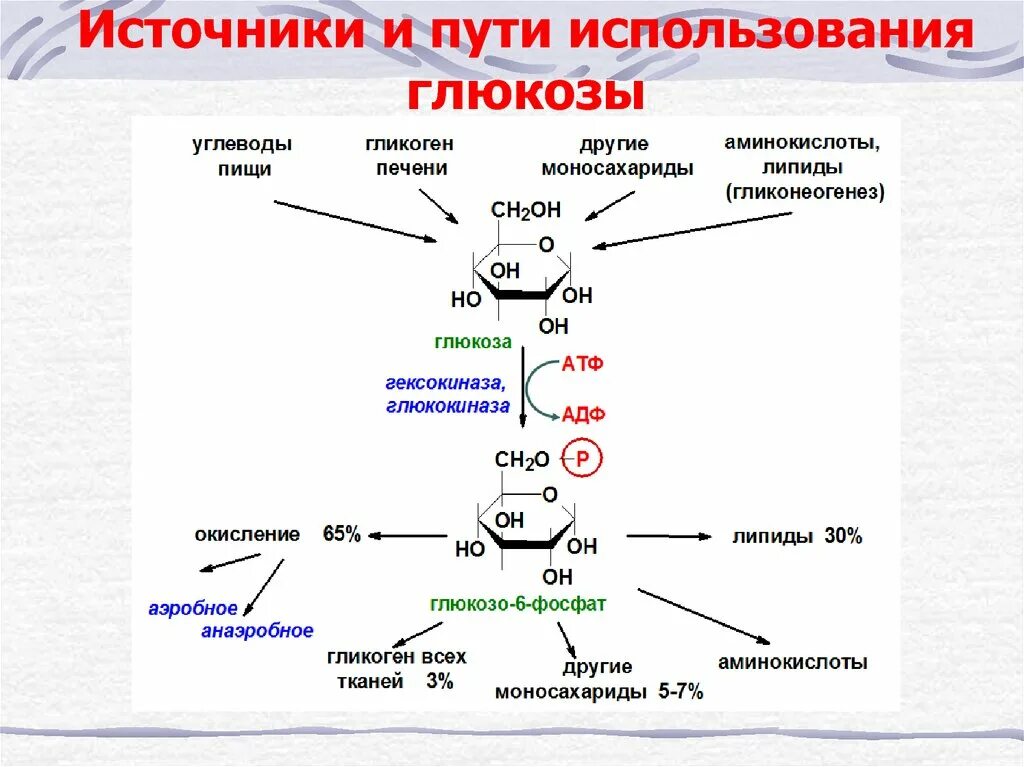 Реакция организма на глюкозу. Схема метаболизма углеводов биохимия. Общая схема превращения Глюкозы. Общая схема источников и путей метаболизма Глюкозы в организме. Общая схема превращения Глюкозы в организме биохимия.