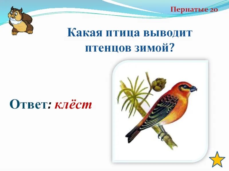 Какая выводит птенцов зимой. Какая птица выводит птенцов зимой. у какой птицы зимой появляются птенцы ответ. какая птица выводит птенцов зимой в наших лесах. почему клесты выводят птенцов зимой ответ.
