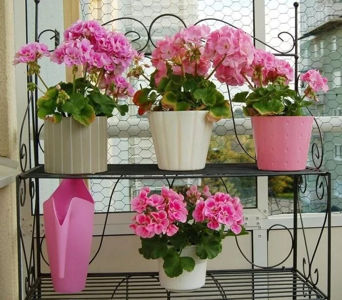 герань в квартире. пеларгония в интерьере. пеларгония герань комнатная. герань в квартире. пеларгония балкон полар.