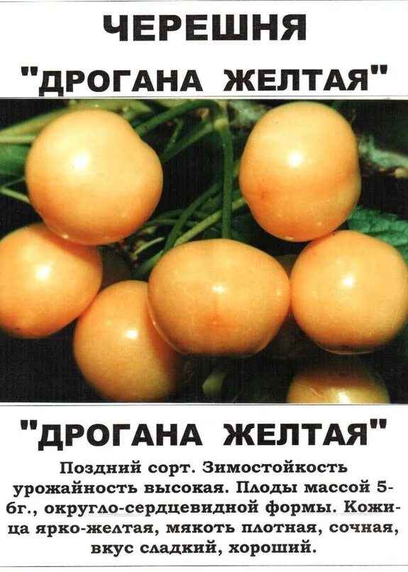 Драгана черешня. Черешня дрогана желтая описание. сорт черешни дрогана. черешня дрогана желтая описание сорта. черешня дрогана желтая морозостойкость.