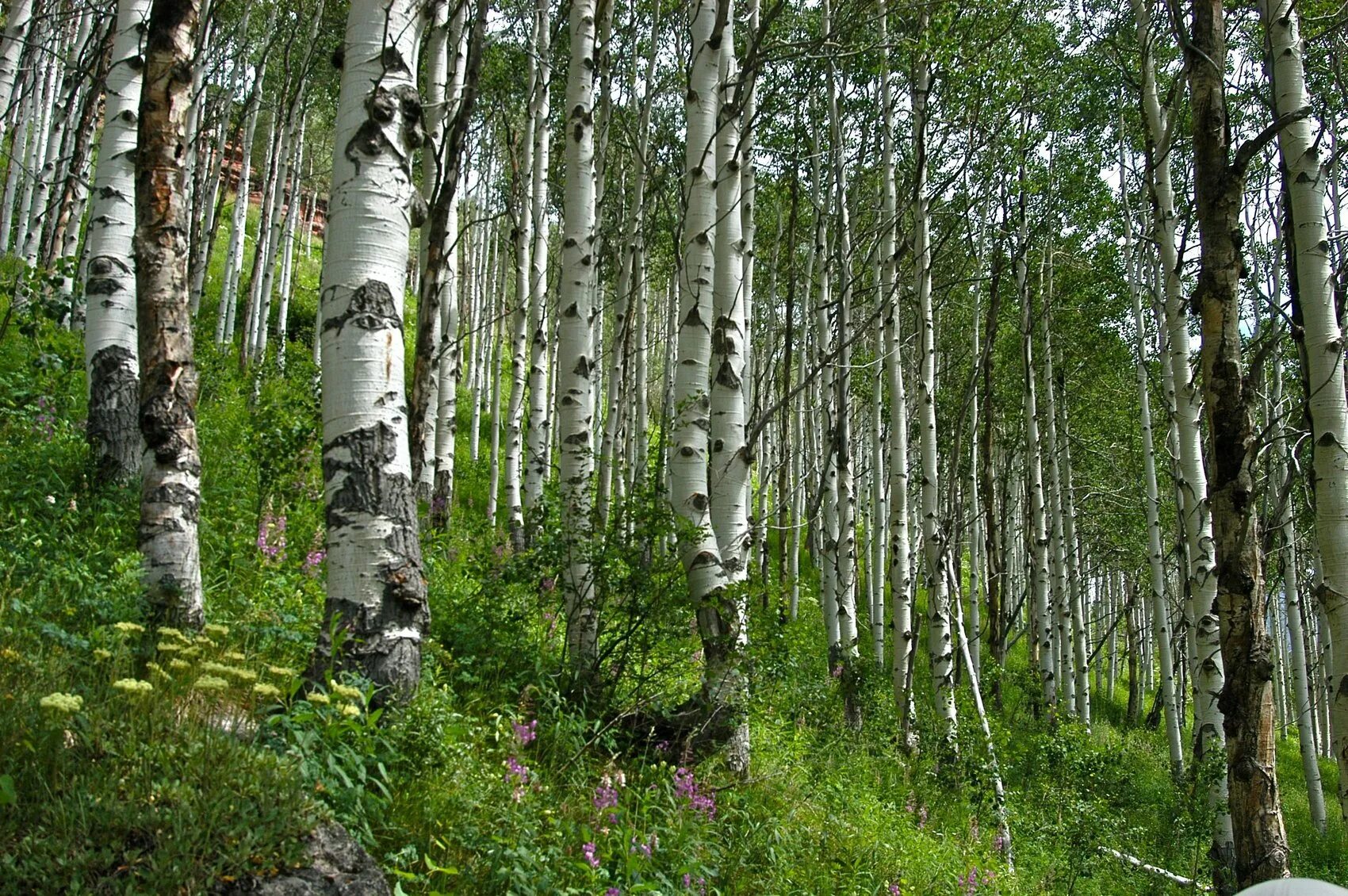 Березка приморская. Береза маньчжурская Betula mandshurica. Плосколистная береза на Камчатке. Берёза плосколистная. Береза маньчжурская (белая).