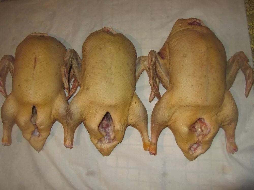 мясо индоуток фото