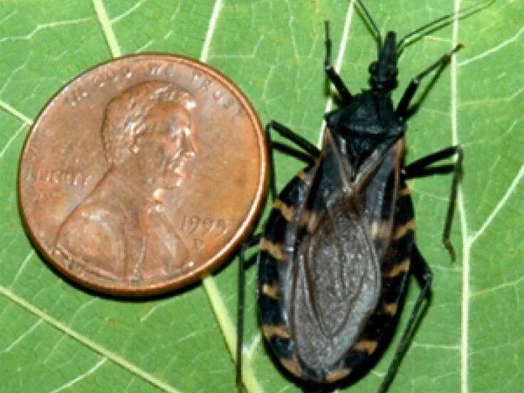 Deadly "Kissing" bug now in TN and GA Parasite, Kiss bug, Bugs