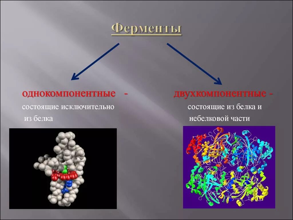 Ферменты. Ферменты химия. Однокомпонентные ферменты. Метаболические ферменты.
