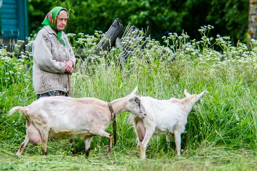 девочка с козленком. деревенская коза. козы на выпасе. пасет козу. пастух с овцами.