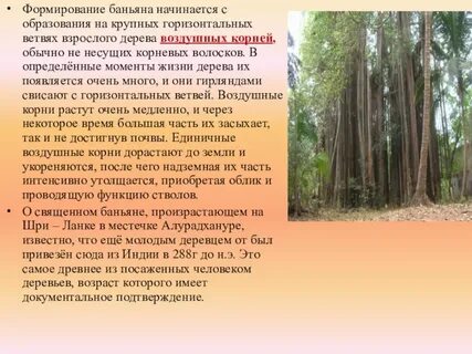 Интересные факты о воздушных корнях