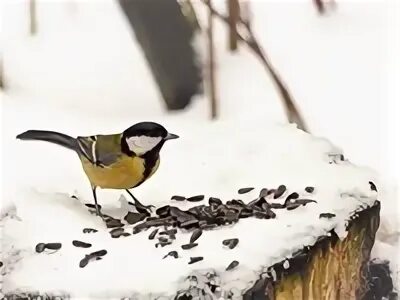 Что едят синицы зимой