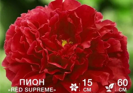 Пионы суприм отзывы