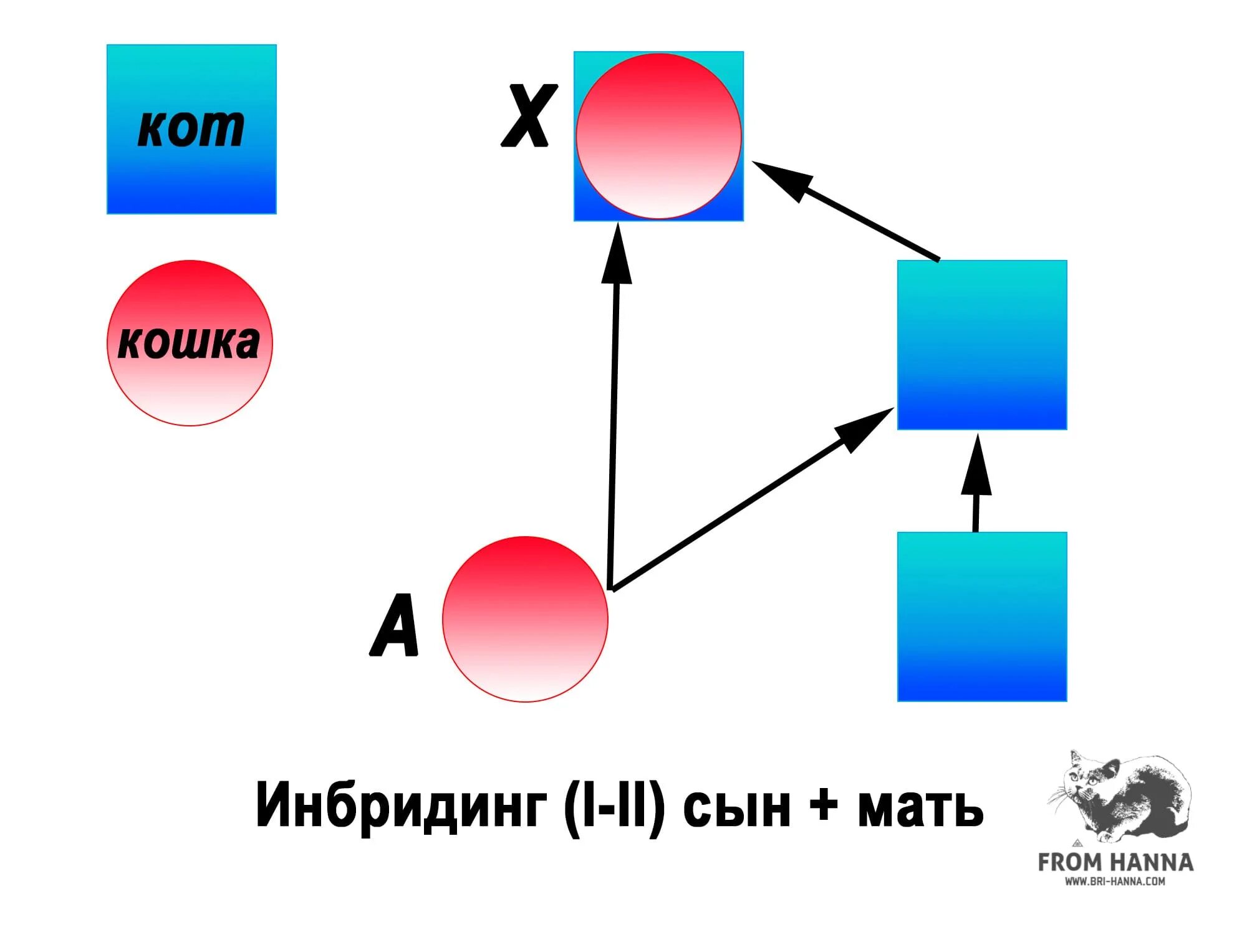 Инбридинг. Инбридинг у собак. Близкородственное скрещивание. Инбридинг схема скрещивание. Получение чистых линий инбридингом