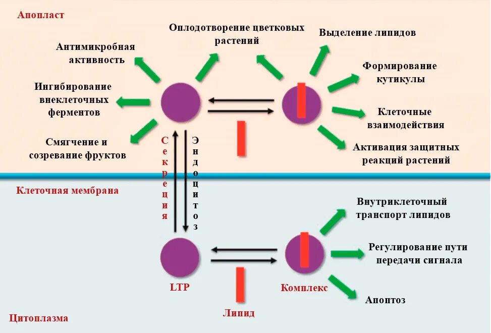 Аллерген рекомбинантный. Комплементзависимый цитолиз. Внеклеточный цитолиз. Стадии естественного контактного цитолиза. Ингибирование ферментов.