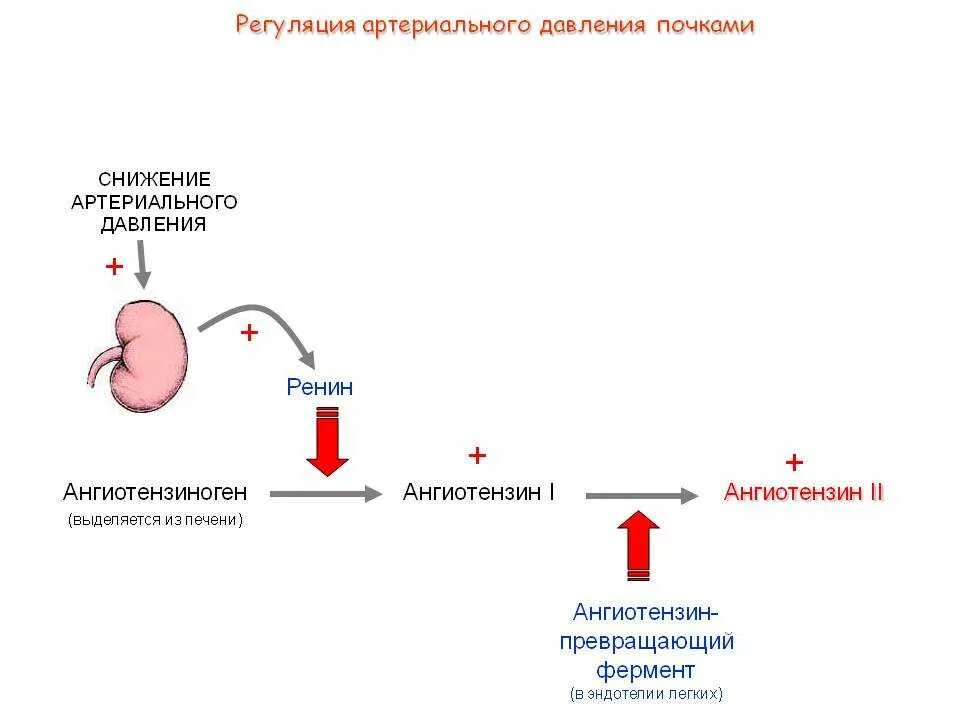 Механизм регуляции артериального давления в почках. Регуляция артериального давление ренин. Механизмы снижения артериального давления. Ренин ангиотензиновая система при гипертонической болезни. Центр регуляции кровяного давления