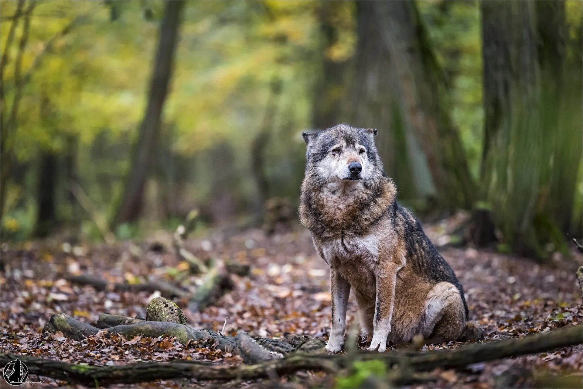 плакат дикие животные леса. кто живет в лесу. лесные обитатели. Temperate deciduous forest. кто живет в лесу.