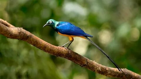 Forest birds