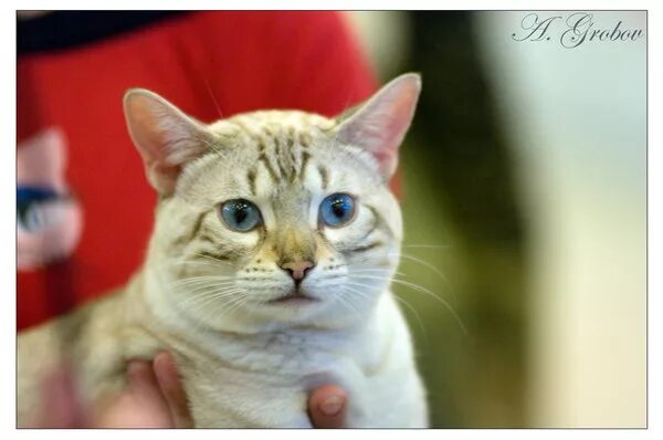 нет напрасно мы решили прокатить кота.