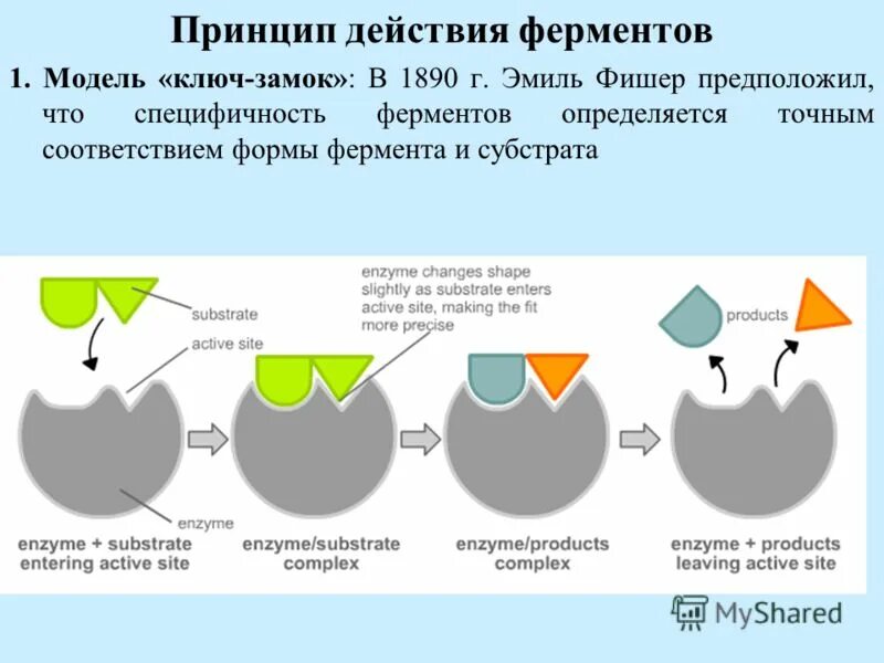 Этапы действия ферментов. Механизм действия ферментов схема. Механизм действия амилазы схема. Схема механизма работы фермента. Механизм действия ферментов химия.