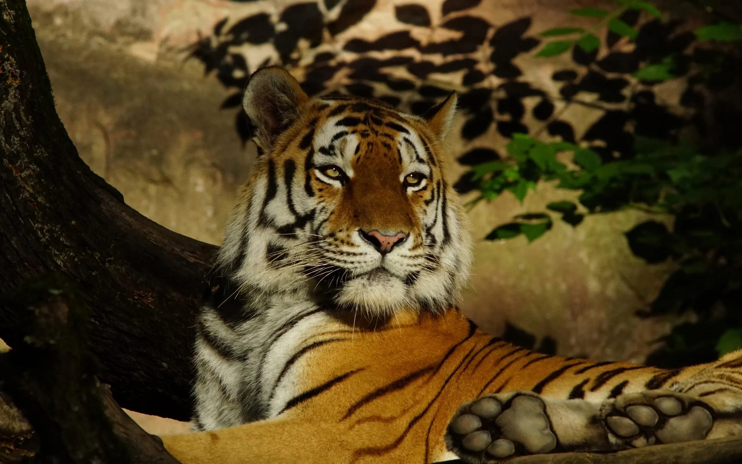 Tree tiger