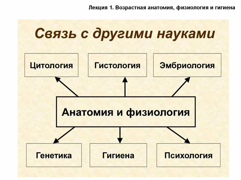 Связь анатомии и физиологии с другими науками. Связь возрастной анатомии с другими науками. Связь афазиологии с другими науками. Взаимосвязь возрастной анатомии и физиологии с другими науками.