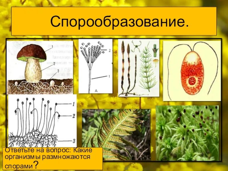 Спорообразование и вегетативное размножение. Спорообразование. Спорообразование организмы. Организмы размножающиеся спорами. Образование спор у растений.