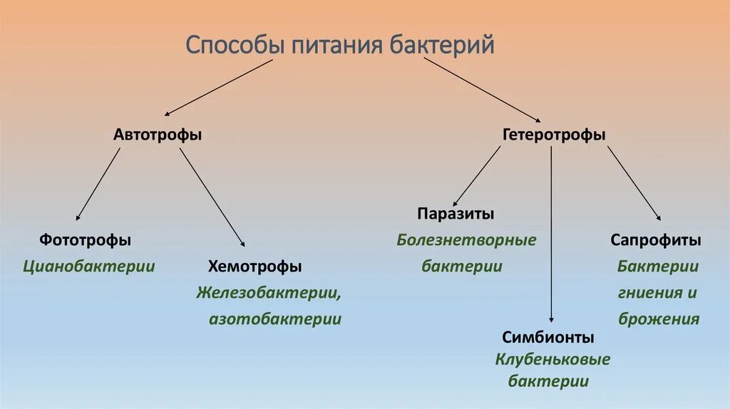 Какой способ питания у бактерий. Автотрофы гетеротрофы хемотрофы. Способы питания автотрофы. Бактерии автотрофы и гетеротрофы. Способы питания бактерий.